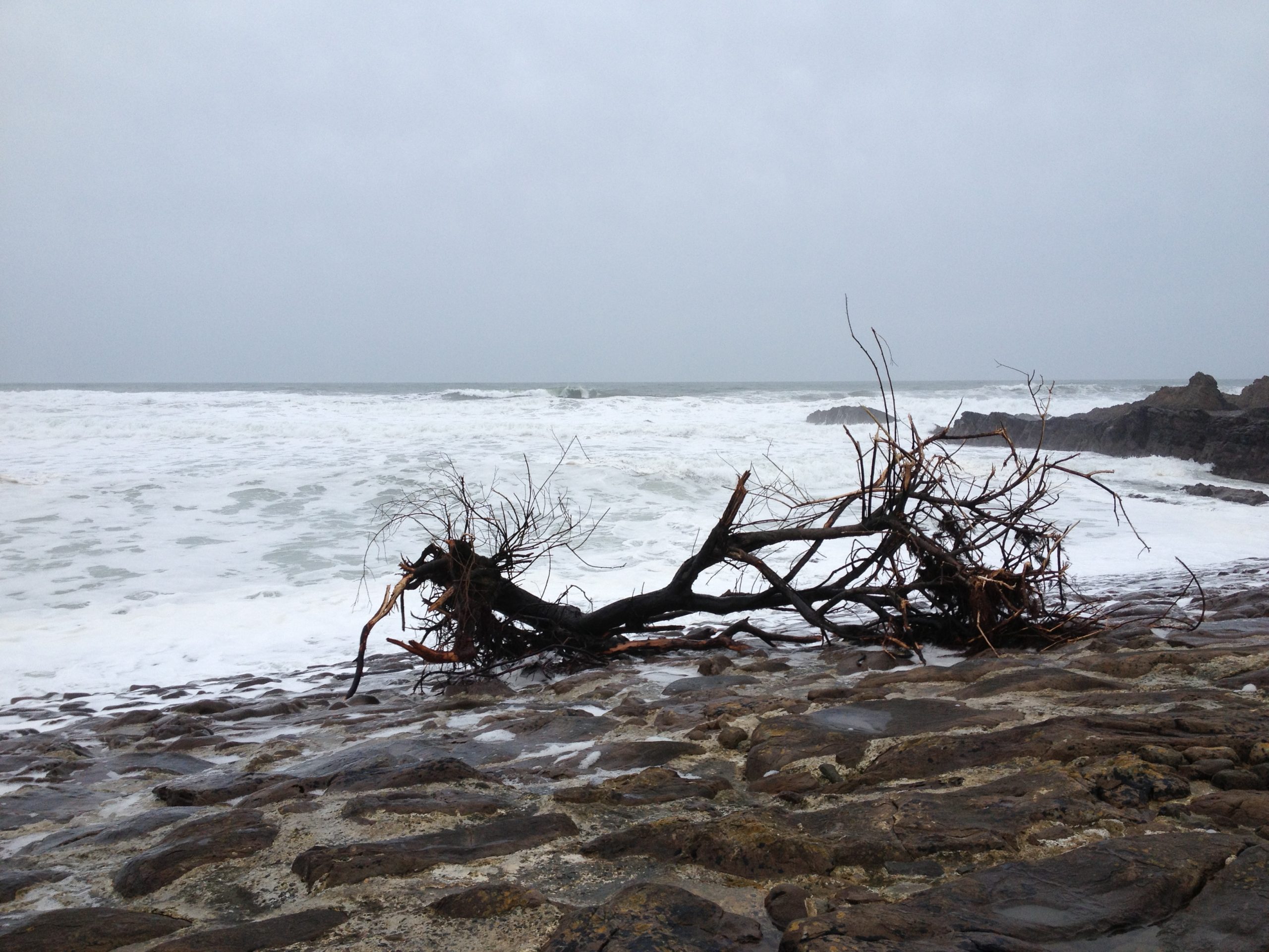 driftwood on a beach on an overcast day